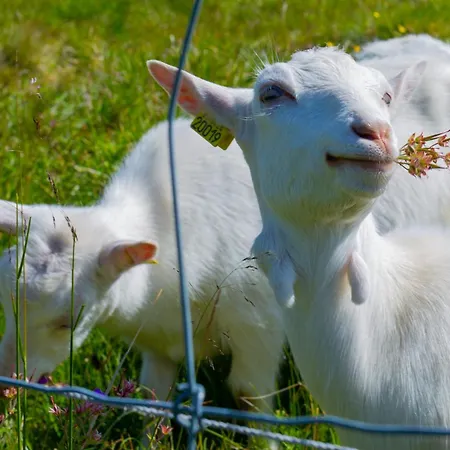 Modern 4-bedroom Beitostolen